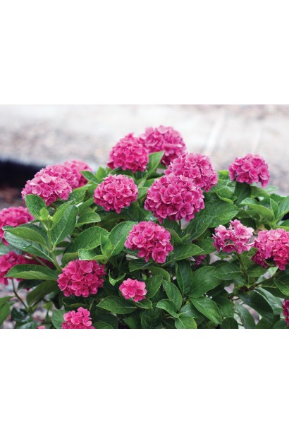 Гортензія Сілкі Пінк шовковисто-рожеві суцвіття